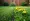 4 Lawn Weed Types: Grassy vs. Broadleaf and Control Methods